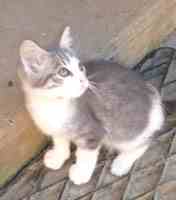 chat pension féline Moselle