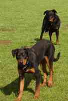 Chiens pension canine Thionville Moselle