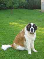 Garde chien pension canine
