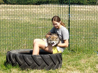 Chien jouant dans le domaine verdoyant