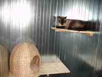 Chat dans box commun sécurisée