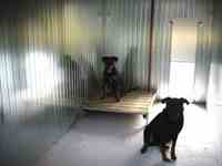 Boxs int&eacute;rieurs des chiens