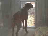 Boxs int&eacute;rieurs des chiens