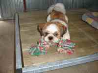 Boxs int&eacute;rieurs des chiens