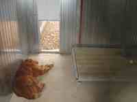 Boxs int&eacute;rieurs des chiens