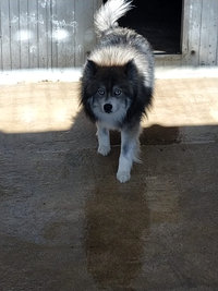 Courettes ext&eacute;rieures des Chiens