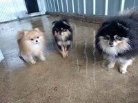 Courettes ext&eacute;rieures des Chiens