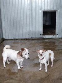 Courettes ext&eacute;rieures des Chiens