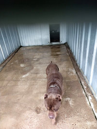 Courettes ext&eacute;rieures des Chiens