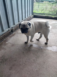 Courettes ext&eacute;rieures des Chiens