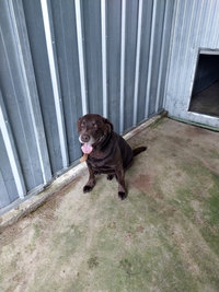 Courettes ext&eacute;rieures des Chiens