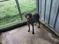 Courettes ext&eacute;rieures des Chiens