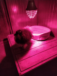 Chauffages des boxs chiens