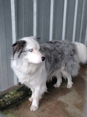 Sorties sur parcours des Chiens