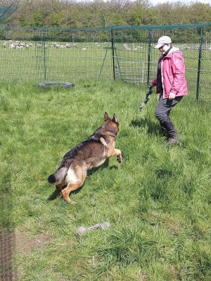 Sorties sur parcours des Chiens