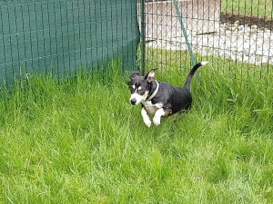 Sorties sur parcours des Chiens