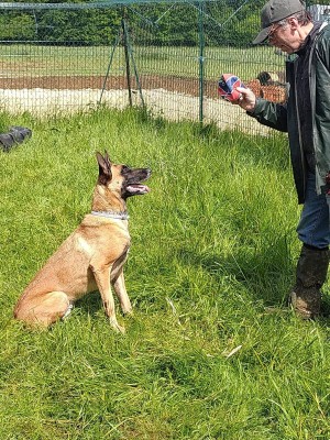 Sorties sur parcours des Chiens