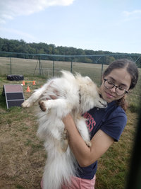 Sorties sur parcours des Chiens