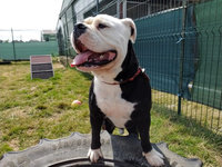 Sorties sur parcours des Chiens