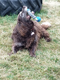 Sorties sur parcours des Chiens