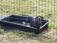 Sorties sur parcours des Chiens