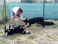 Sorties sur parcours des Chiens