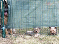 Sorties sur parcours des Chiens