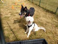 Sorties sur parcours des Chiens