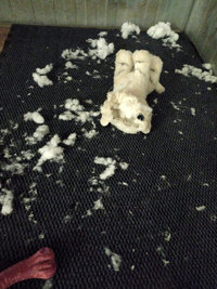 Couchages chiens refus&eacute;s