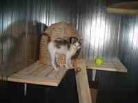 Boxs individuels des chats