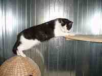 Boxs individuels des chats