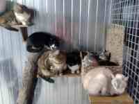 Int&eacute;rieur du box commun chats