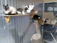 Int&eacute;rieur du box commun chats