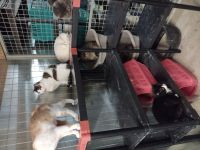 Int&eacute;rieur du box commun chats