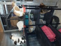 Int&eacute;rieur du box commun chats