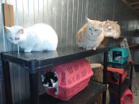 Int&eacute;rieur du box commun chats