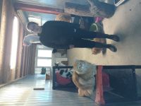 Int&eacute;rieur du box commun chats