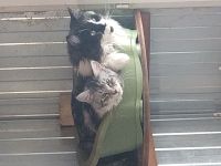 Int&eacute;rieur du box commun chats