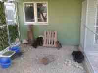 Courette ext&eacute;rieure du box commun chat